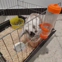 خرگوس نژاد لوپ