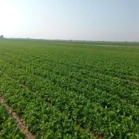 چاله وترب|خدمات باغبانی و درختکاری|اندیمشک, |دیوار