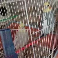 پرنده کتوله عروس هلندی