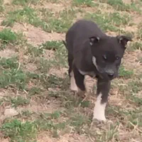 ژرمن وورک فقط 500 معاوضه با پرنده|سگ|اصفهان, سعادتآباد|دیوار