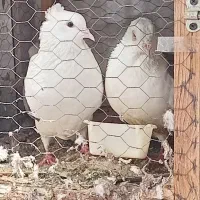 کفتر کبوتر پشت 2 عدد