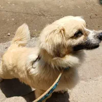 پامرانین روباهی پا کوتاه
