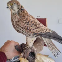 حیوانات دکوری و زینتی