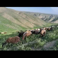 ۸راس گوسفند آبست وبره دارجوان