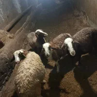 گوسفند