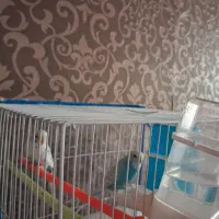 یک جفت مرغ عشق با قفس|پرنده|قزوین, |دیوار