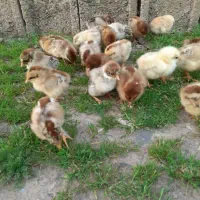 ۳۰عدد جوجه مرغ ۷ روزه