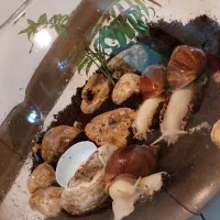 فروش حلزون آچاتینا|خزنده|اصفهان, بهار آزادی|دیوار