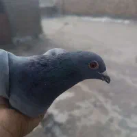 دوتا نر|پرنده|زابل, |دیوار