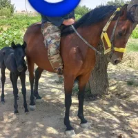 اسب مادیان|اسب و تجهیزات اسبسواری|سردرود, |دیوار