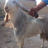 بز نر برای قصابی و برای داشتن