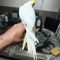 عروس هلندی لیتینو نر