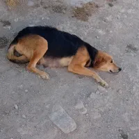 سگ قوچان|سگ|قوچان, |دیوار