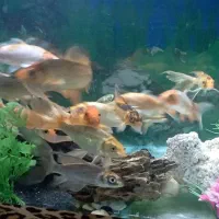 آکواریوم