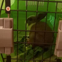 خرگوش زیبا و شیطون