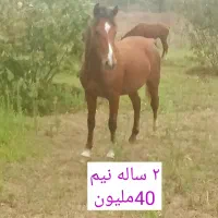 چهار عدد اسب فروشی
