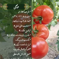 بذر خیار گلخانه ای ،بذر گوجه ،بذر فلفل ، تخم یونجه|گل و گیاه طبیعی|اصفهان, احمدآباد|دیوار