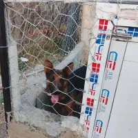 سگ ژرمن ماده