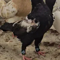 کبوتر رنگی جوجه