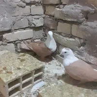 کبوتر طوقی و کله سفید