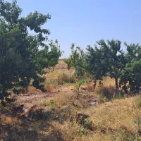 ۷ هکتارباغ و زمین زراعی|فروش دفتر صنعتی، کشاورزی، تجاری|بشاریات, |دیوار