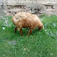 گوسفند و بره ماده
