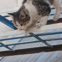 واگذاری رایگان|گربه|گرمسار, |دیوار