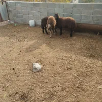 3 تا بره جنس افشار سالم