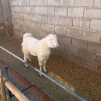 تکه سانن..|حیوانات مزرعه|گلپایگان, |دیوار