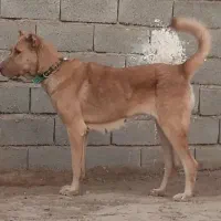 ماده سرابی|سگ|تهران, شهرک صادقیه|دیوار