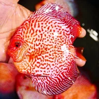 فروش دیسکس بالای ۶ اینچ دو انواع نژاد