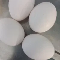 فروش پوسته تخم مرغ ماشینی