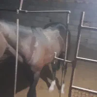 اسب|اسب و تجهیزات اسبسواری|گناباد, |دیوار