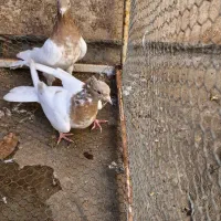 کبوتر کله زرد|پرنده|مبارکه, |دیوار