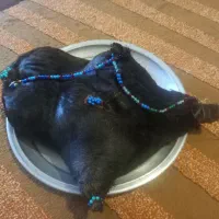 روعن گوسفندی خالص