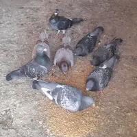 فروش کبوتر