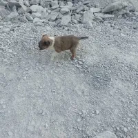 پنچ عدد توله سگ|سگ|کرمانشاه, |دیوار