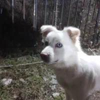 توله هاسکی میکس