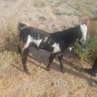 چپشت فروشی