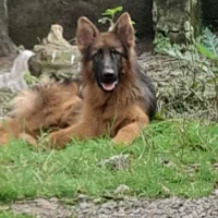 با سلام . ژرمن موبلند بلک فیس ۷ ماهه