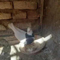 کبوتر طوقی|پرنده|مرودشت, کناره|دیوار