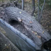 تنه درخت گردو‌و‌چوب گردو|عمده‌فروشی|دماوند, دماوند|دیوار