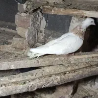 طوقی نامبر|پرنده|لالجین, |دیوار