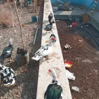 نرو ماده اردک موسکویی|حیوانات مزرعه|تهران, جوادیه|دیوار