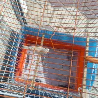 قناری ماده|پرنده|مریوان, |دیوار