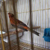 قناری و سهره  جوجه قفس