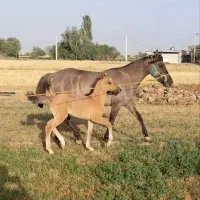 فروش سه عدد مادیان کرد|اسب و تجهیزات اسب‌سواری|رزن, |دیوار