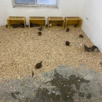 بلدرچین تخم گذار