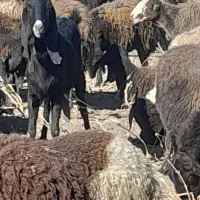 فروشی|حیوانات مزرعه|فریمان, |دیوار