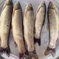 ماهی|ماهی|لنگرود, |دیوار